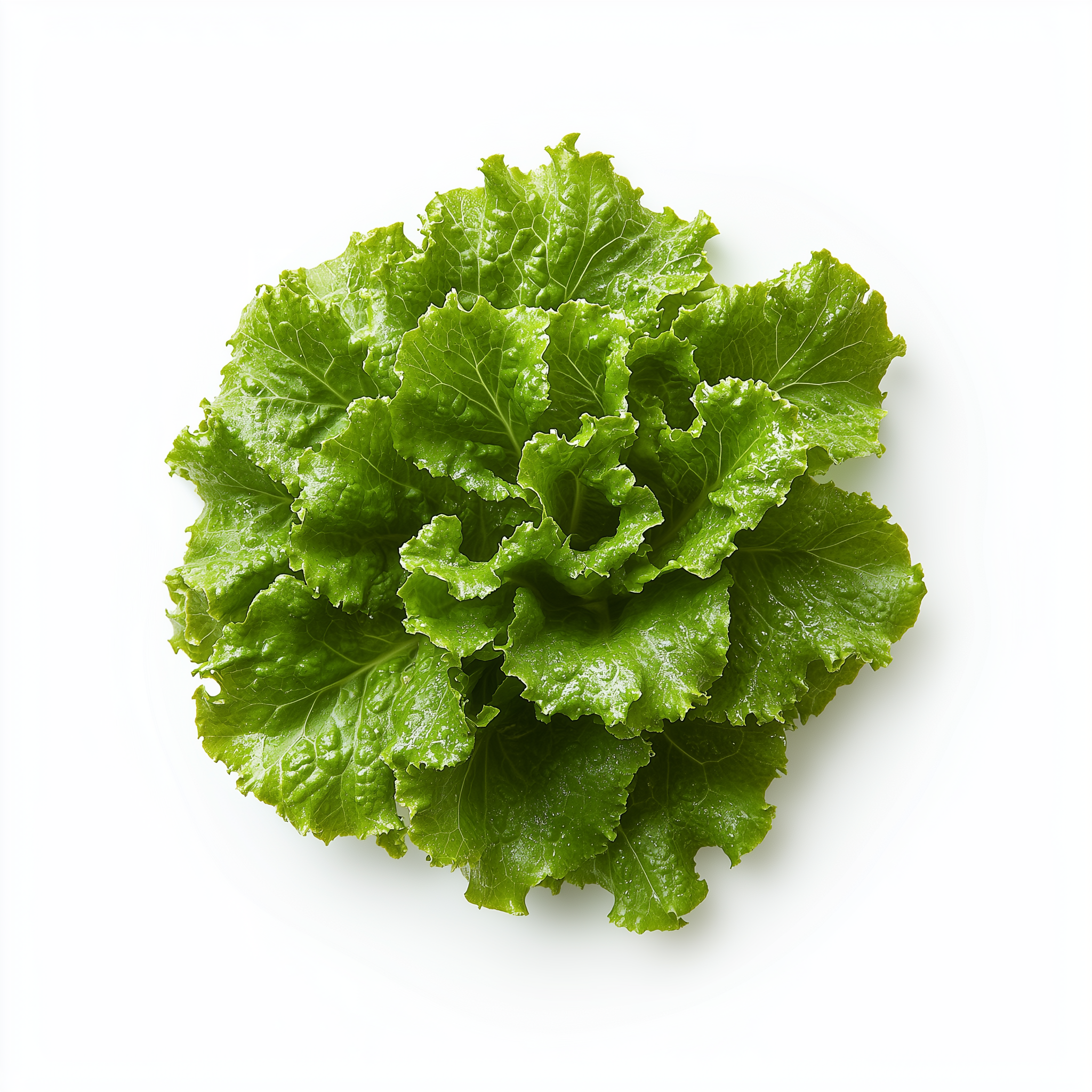 Lettuce